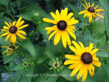 Rudbeckia fulgida var. sullivantii 'Goldsturm'