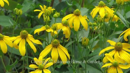 Rudbeckia nitida 'Herbstsonne'