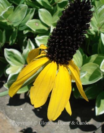 Rudbeckia maxima