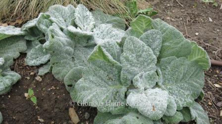 Salvia argentea