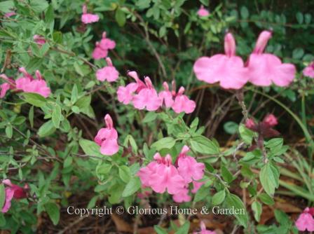 Salvia greggii