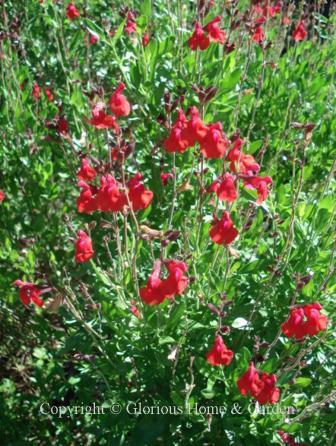 Salvia greggii 'Wild Watermelon'