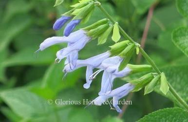 Salvia guaranitica 'Argentina Skies'