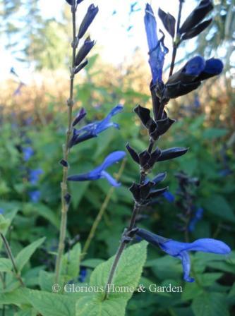 Salvia guaranitica 'Black and Blue'