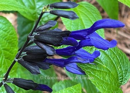 Salvia guaranitica 'Black and Blue'