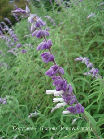 Salvia leucantha