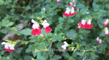 Salvia microphylla 'Hot Lips'