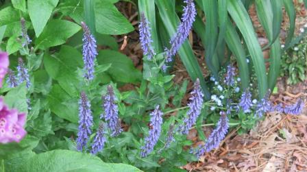 Salvia nemorosa Bordeau™ 'Steel Blue'