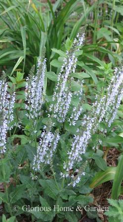 Salvia nemorosa Color Spires 'Crystal Blue'