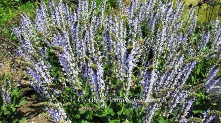 Salvia nemorosa Color Spires® 'Crystal Blue'