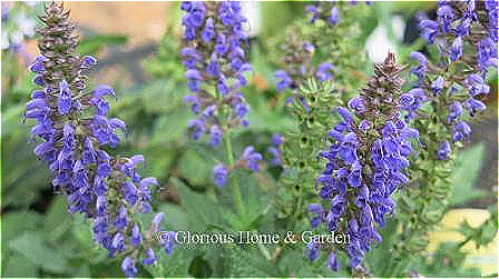 Salvia nemorosa Sallyrosa™ 'April Night'