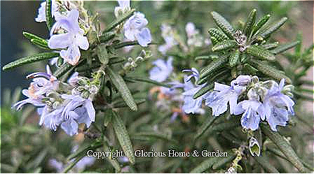 Salvia rosmarinus (or Rosmarinus officinalis)