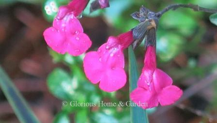 Salvia x Heatwave 'Brilliance'