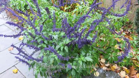 Salvia 'Indigo Spires'