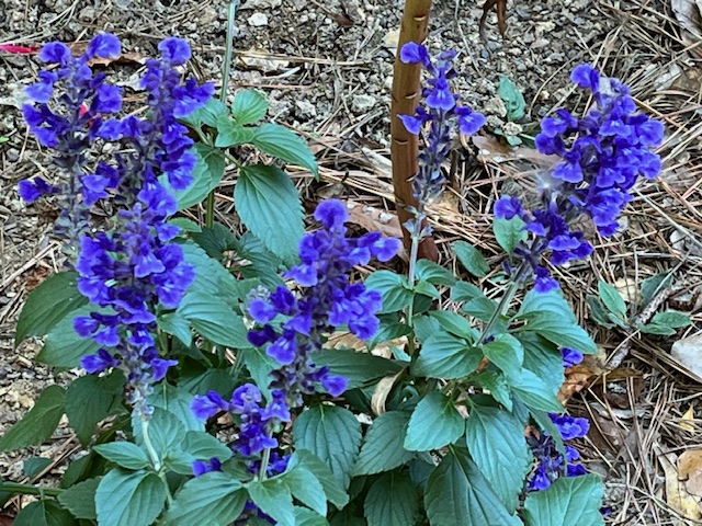 Salvia x 'Mystic Spires Blue'