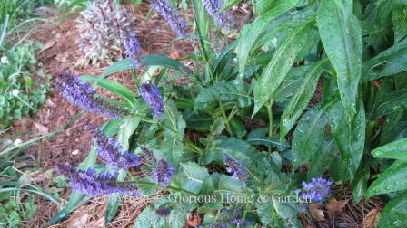 Salvia sylvestris 'May Night'