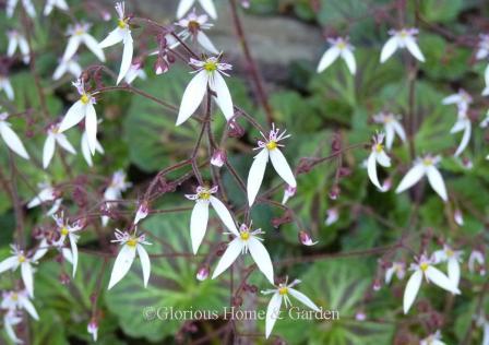 Saxifraga stolonifera 'Fred Galle'