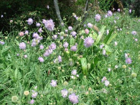 Scabiosa caucasica