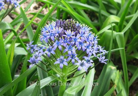 Scilla peruviana is an unusual spring bulb which which opens a ball of tightly-packed violet-blue flowers from the bottom up in a cone to spherical shape.