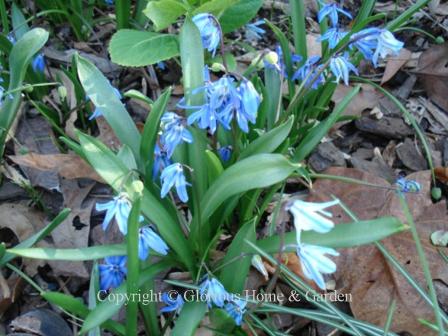 Scilla siberica