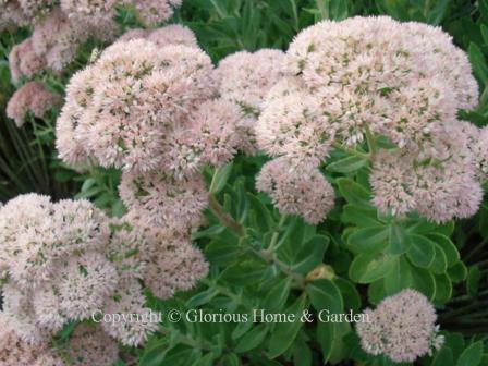 Sedum x 'Autumn Joy' is a populr variety. The flowers change color from palest pink to rose and finally copper-red as they mature--they sort of look like pink broccoli.