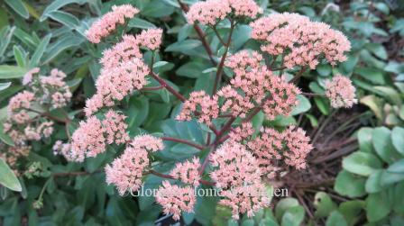 Sedum 'Matrona' has dark wine red stems, blue-green leaves with a hint of purple, and looser, darker pink flowers than 'Autumn Joy.'
