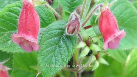 Sinningia 'Georgia Peach' has fuzzy rosy-peach flowers with a wide mouth and are beloved by hummingbirds.