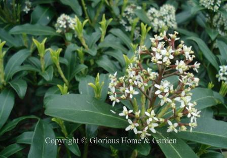 Skimmia japonica