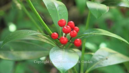 Skimmia japonica 'Highgrove Redbud'