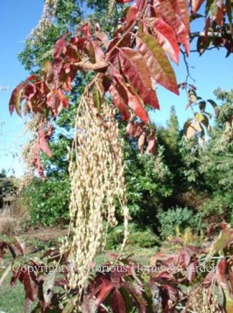 Oxydendrum arboreum