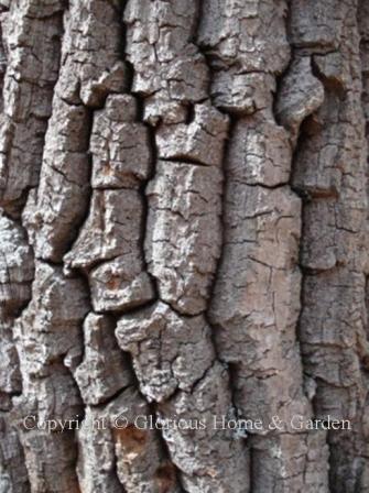 Oxydendrum arboreum, sourwood bark