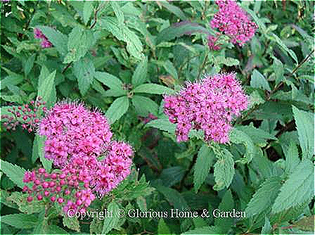 Spiraea x bumalda 'Anthony Waterer'