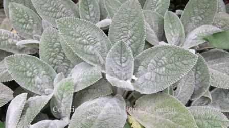 Stachys byzantina 'Helene von Stein'