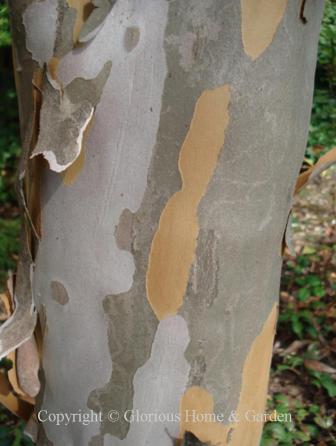 Stewartia koreana bark