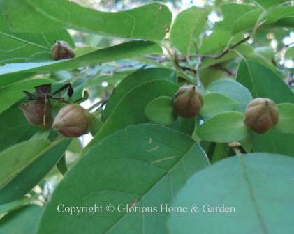 Stewartia monadelpha