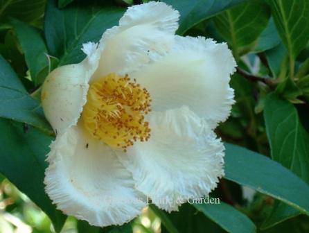 Stewartia pseudocamellia