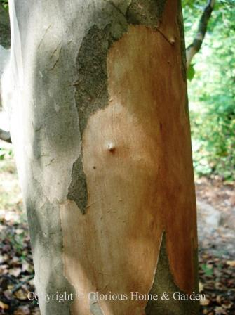 Stewartia pseudocamellia bark