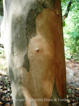 Stewartia pseudocamellia bark