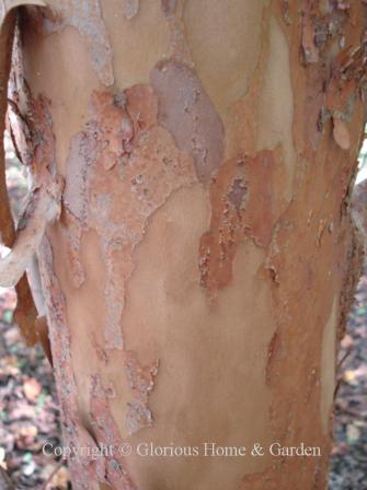 Stewartia serrata bark