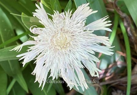 Stokesia laevis 'Alba'