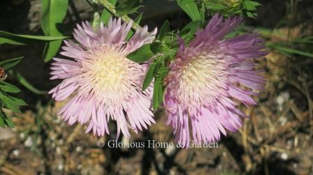 Stokesia laevis 'Color Wheel'