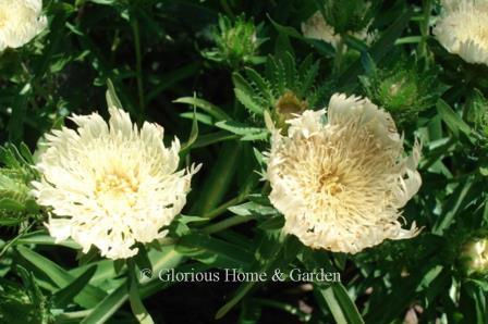 Stokesia laevis 'Mary Gregory'