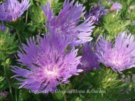 Stokesia laevia 'Peachie's Pick'