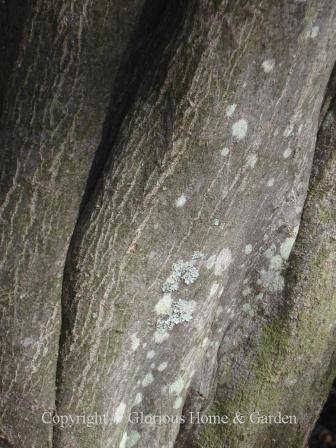 Styrax japonicus bar