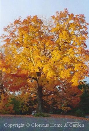 Acer saccharum, sugar maple