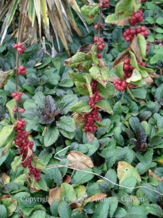 Symphoricarpos orbiculatus