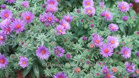 Aster novae-angliae 'Purple Dome'