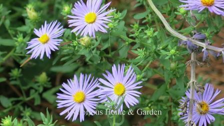 Symphyotrichum oblongifolium 'Raydon's Favorite'