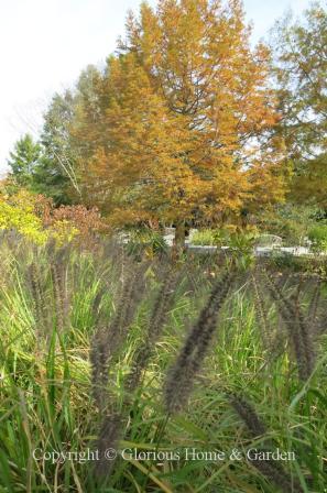 Taxodium distichum