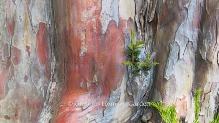 Taxus baccata, English yew--very interesting bark especially on mature specimens.  The trunk can be fluted and furrowed giving a muscular appearance.  Color can be patchy with reddish-brown, silvery-gray, and tan with a flaky, scaly texture.